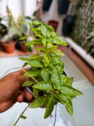Planta de Albahaca y hierbabuena