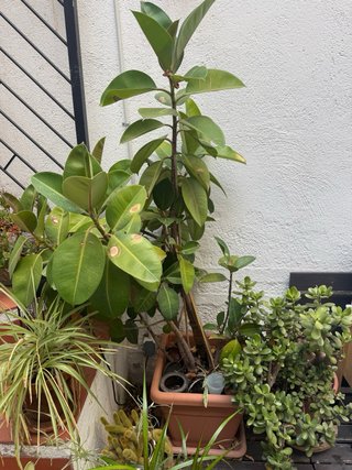 Árbol del Caucho Grande Ficus Elastica