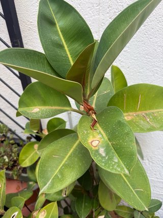 Árbol del Caucho Grande Ficus Elastica