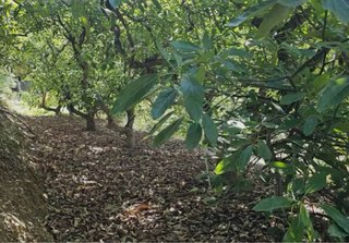 Finca aguacates con cortijo en Almuñécar