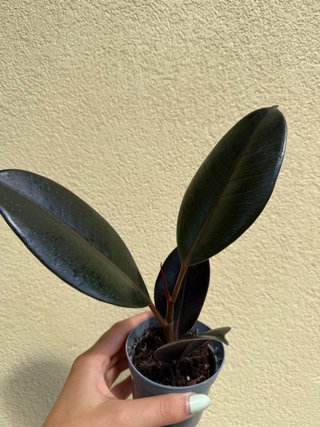 Planta Ficus Robusta
