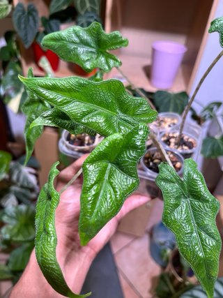 Alocasia Jacklyn