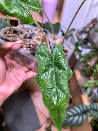 Alocasia Jacklyn