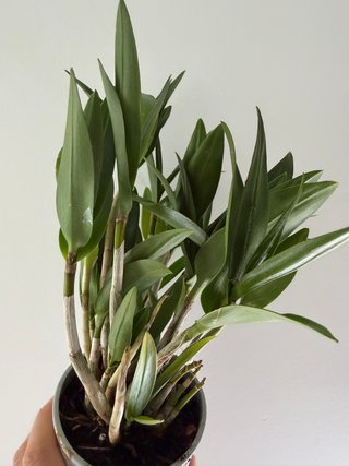 Orquídea Dendrobium Berry Oda