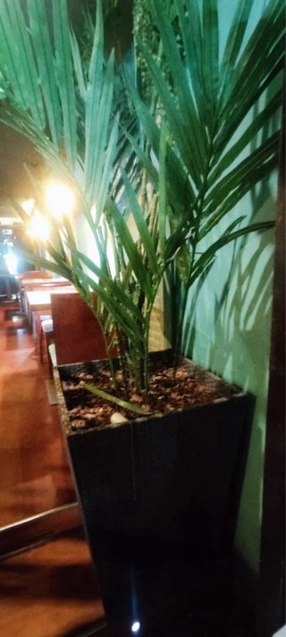 Silla de bar , plantas arificiales, otros objetos