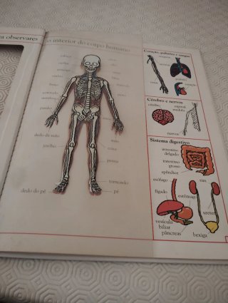 Livro O Meu Corpo Por Dentro E Por Fora Usado