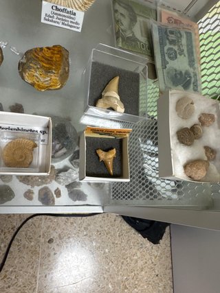 Coleccion entera de fosiles espectaculares marinos