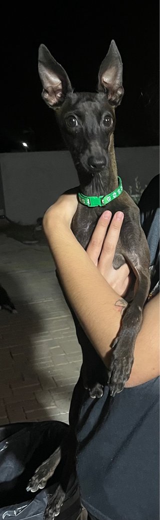 Perro busca novia