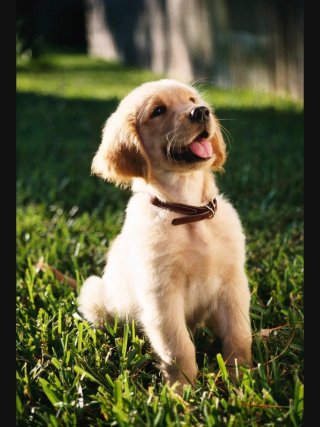 Paseadora de Perros en Valencia 5€ / 30m