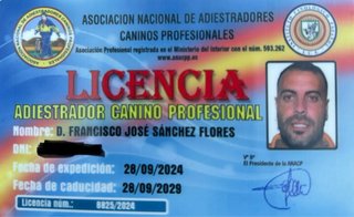 Clases grupales de adiestramiento canino