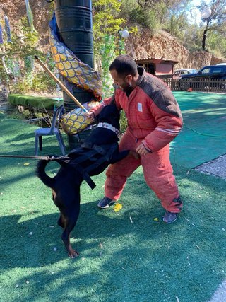 Clases grupales de adiestramiento canino
