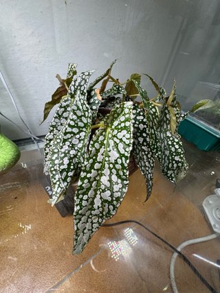 Begonia Double Dot