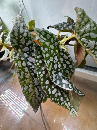 Begonia Double Dot