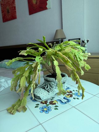 Planta decorativa en maceta zapato