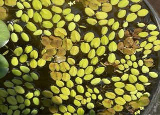 30 plantas Salvinia mínima + (regalo)