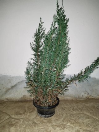 Vaso con cipressi