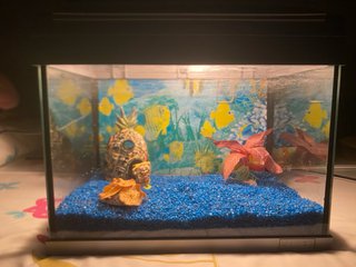 Acuario 23L completo con filtro