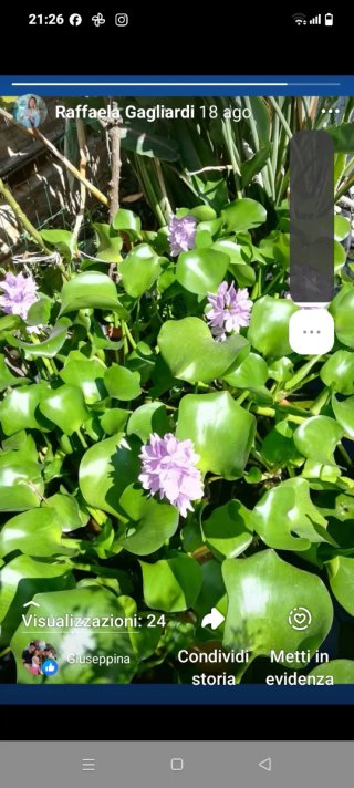 Pianta acquatica con fiori viola