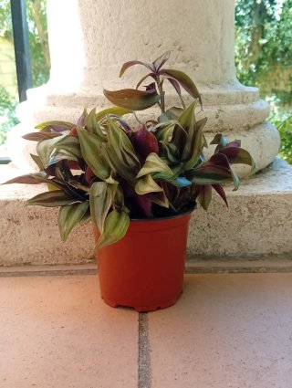 Planta Tradescantia Zebrina Morada Maceta 10cm