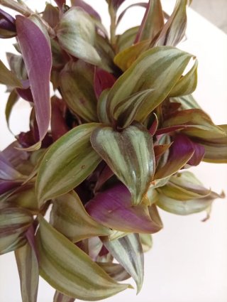 Planta Tradescantia Zebrina Morada Maceta 10cm