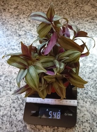 Planta Tradescantia Zebrina Morada Maceta 10cm