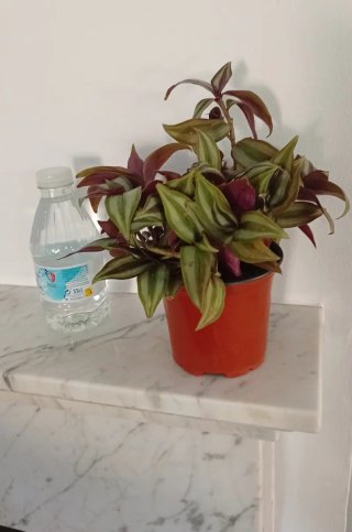 Planta Tradescantia Zebrina Morada Maceta 10cm