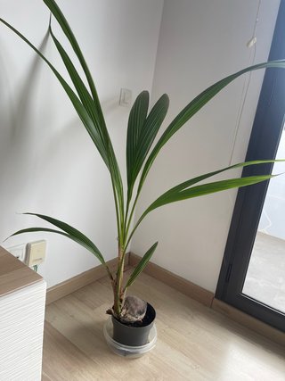 Planta de Coco