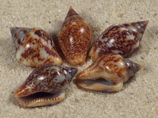 Lote de 5 conchas Columbella rustica