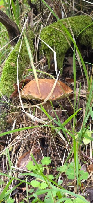 Boletus Edulis frescos para cocinar