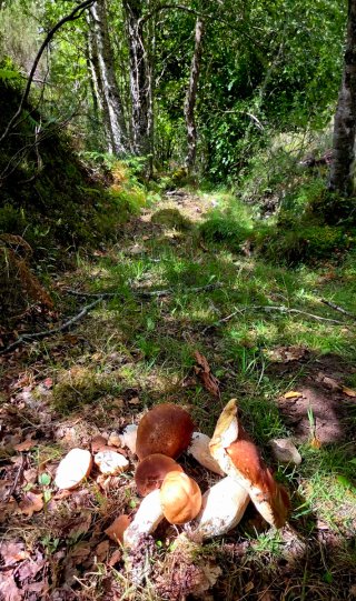Boletus Edulis frescos para cocinar