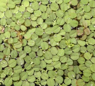 Salvinia Plantas Flotantes de acuario