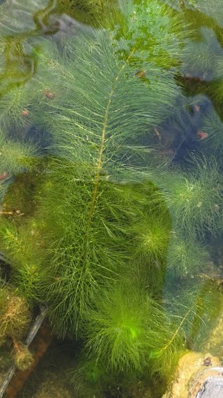 Myriophyllum verticillatum planta acuática