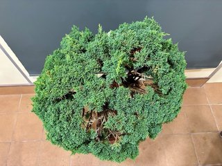 Bonsai Juniperus Chinensis