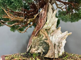 Bonsai Juniperus Chinensis