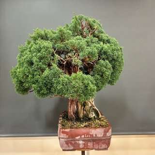 Bonsai Juniperus Chinensis