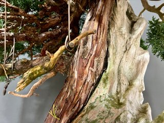 Bonsai Juniperus Chinensis