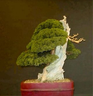 Bonsai Juniperus Chinensis