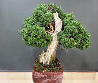 Bonsai Juniperus Chinensis