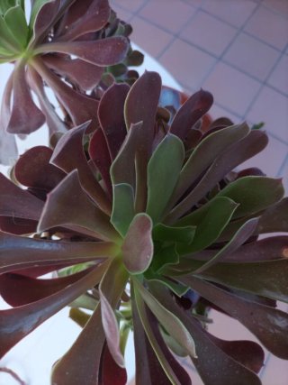 Planta Suculenta Aeonium Negro