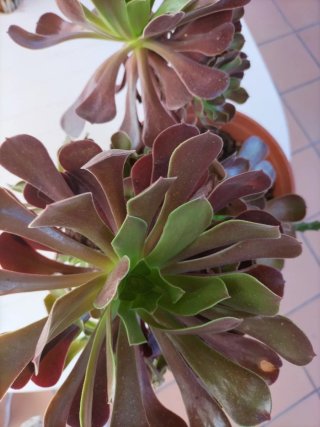 Planta Suculenta Aeonium Negro