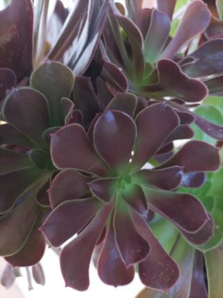 Planta Suculenta Aeonium Negro