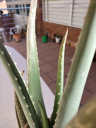 Planta Aloe Vera en maceta