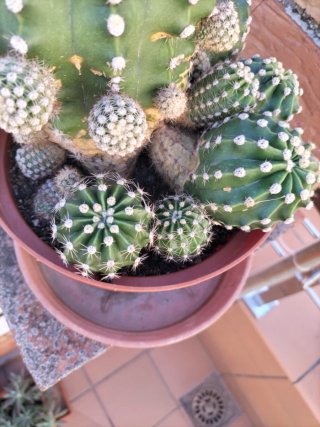 Cactus en maceta marrón