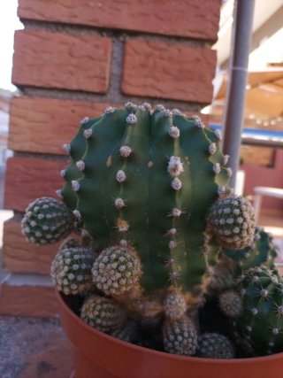 Cactus en maceta marrón