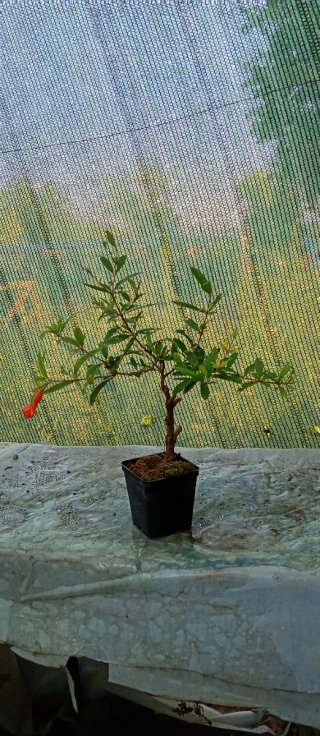 Prebonsai Melograno Yamadori