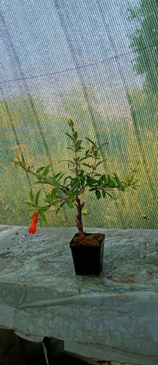 Prebonsai Melograno Yamadori