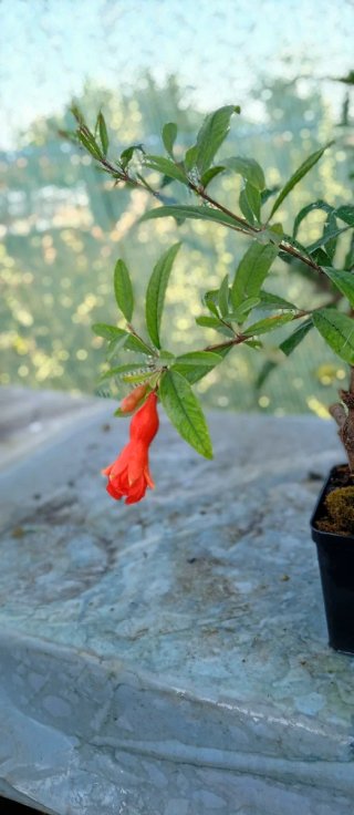 Prebonsai Melograno Yamadori