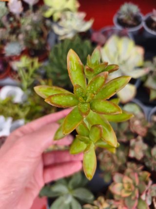 Sedum adolphi firestorm 5.5cm