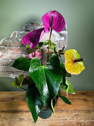 Planta Anturio Lila grande