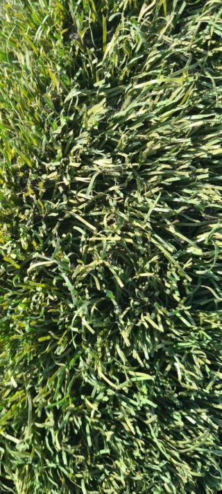 Césped artificial verde